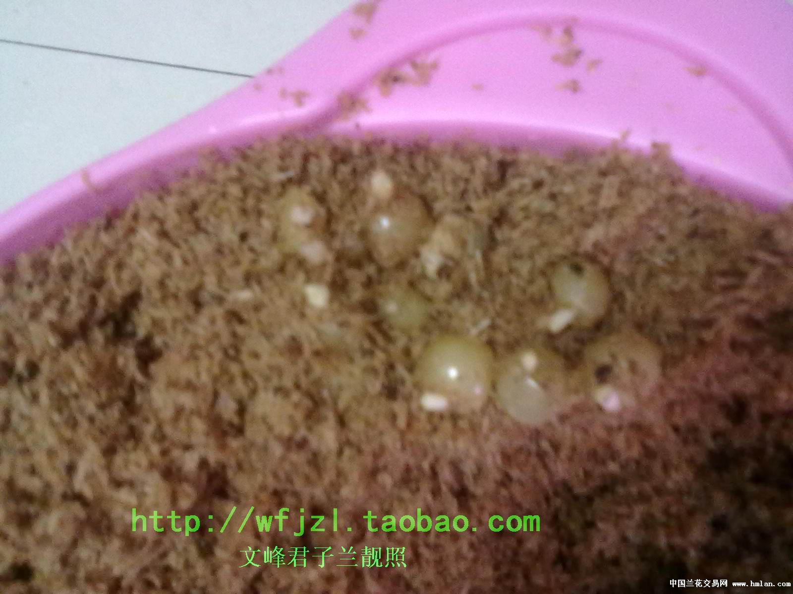 君子兰种子的播种方法-君子兰-中国兰花交易网