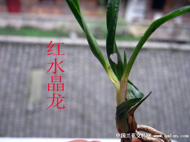 极品春兰水晶龙挂红沙【龙根 中国兰花交易网