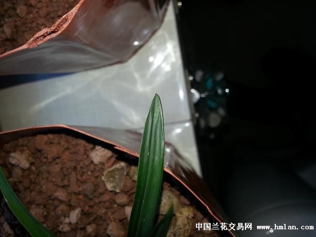 梭镖头吗绿云吗