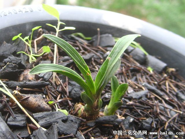 极品春兰矮种漂亮叶甲-茶余兰后-中国兰花交易网社区