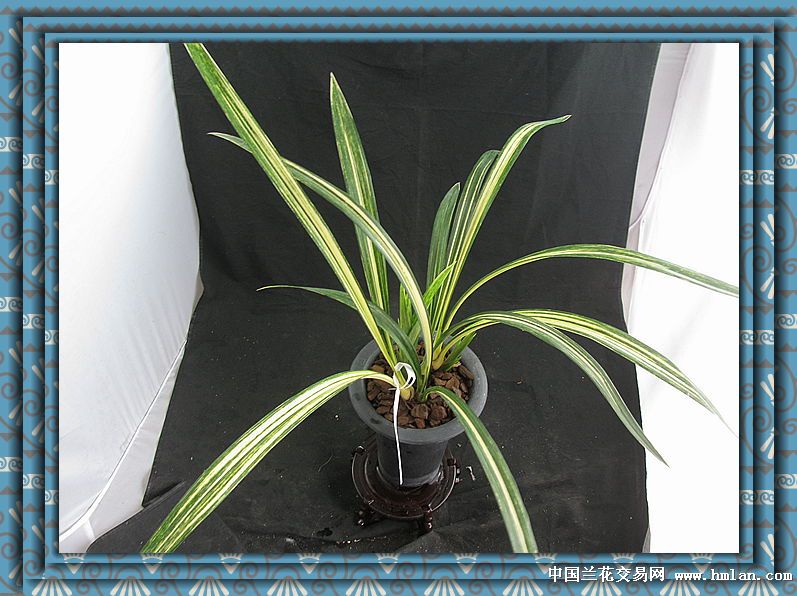 黄金殿宇宙宝-墨兰篇-中国兰花交易网社区