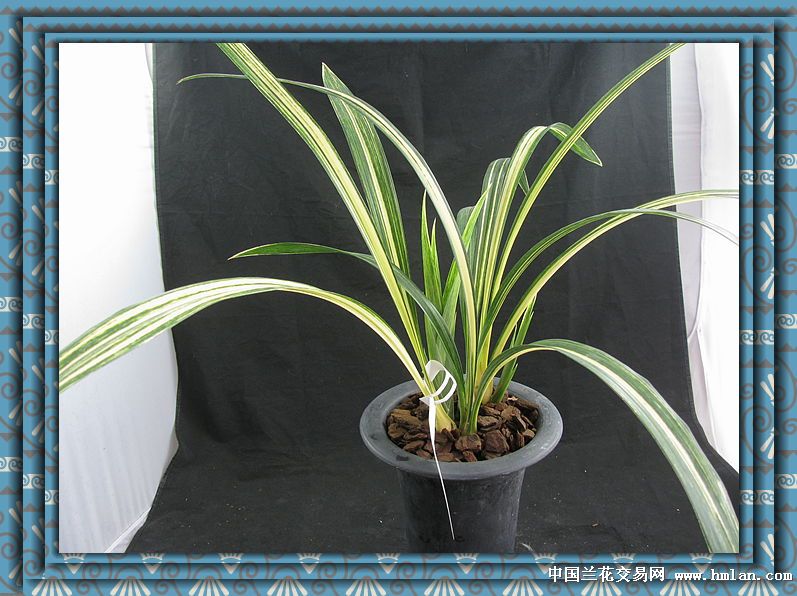 黄金殿宇宙宝-墨兰篇-中国兰花交易网社区