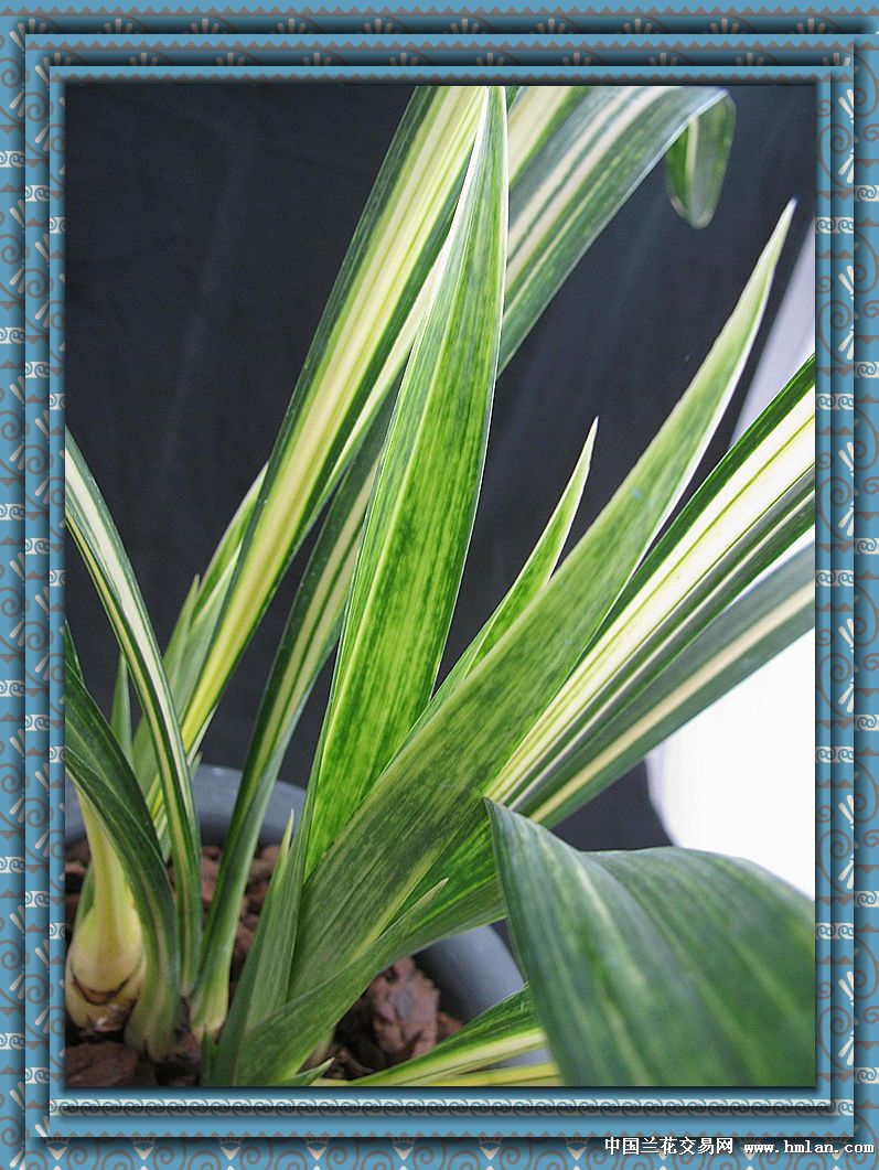 黄金殿宇宙宝-墨兰篇-中国兰花交易网社区