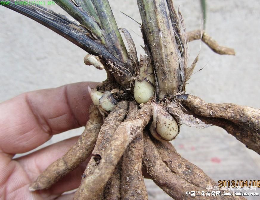 我在本网赌的一棵草,大家看看有多大希望-蕙兰