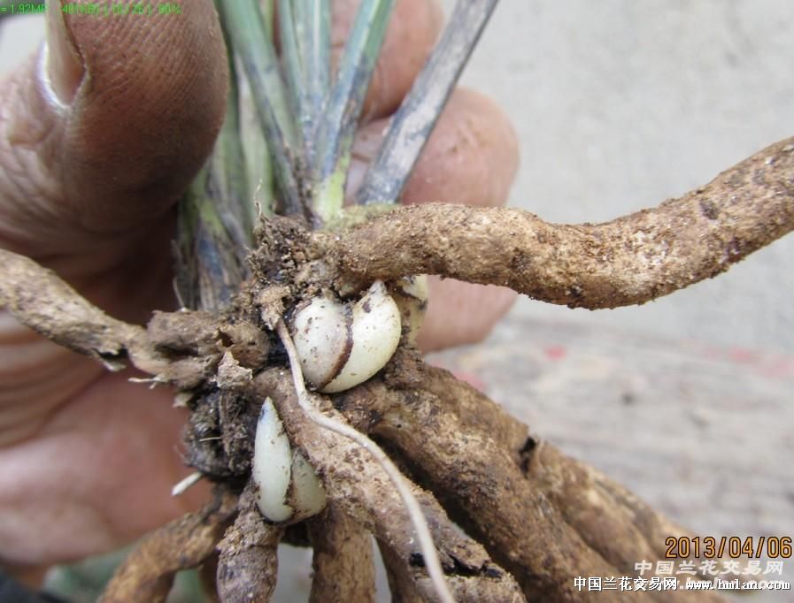 我在本网赌的一棵草,大家看看有多大希望-蕙兰