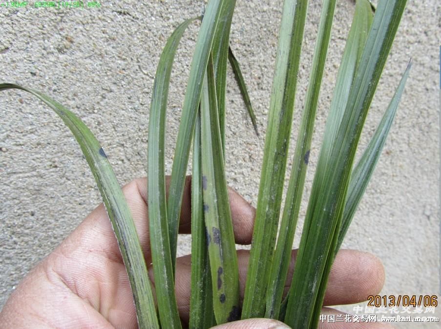 我在本网赌的一棵草,大家看看有多大希望-蕙兰