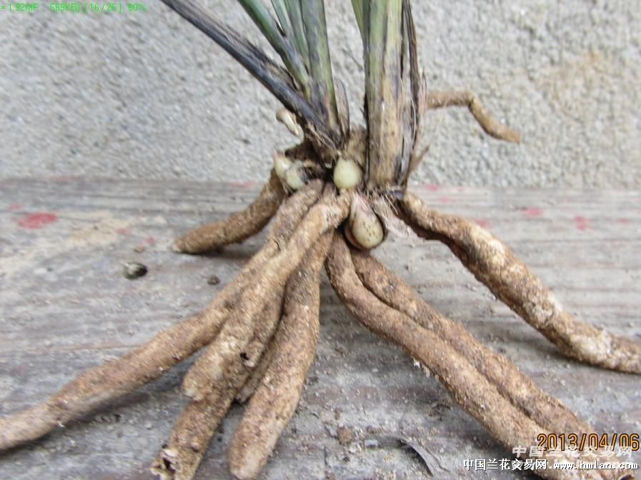 我在本网赌的一棵草,大家看看有多大希望-蕙兰