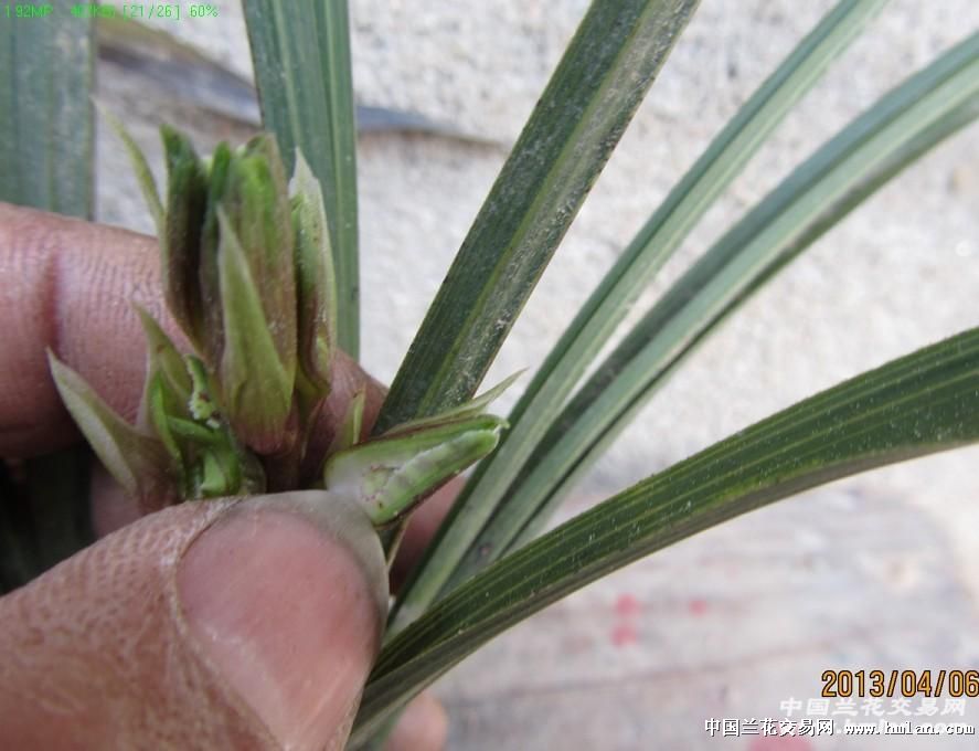 我在本网赌的一棵草,大家看看有多大希望-蕙兰