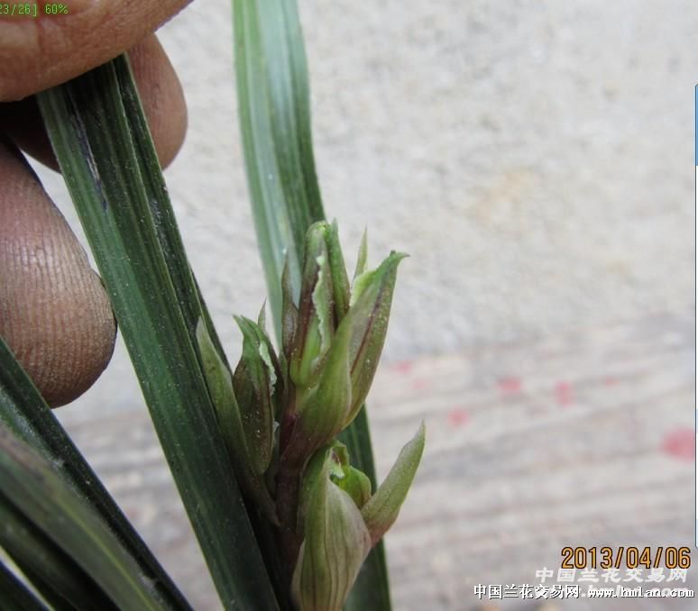 我在本网赌的一棵草,大家看看有多大希望-蕙兰