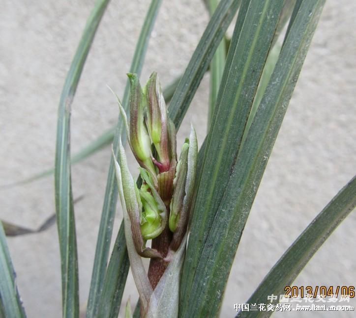 我在本网赌的一棵草,大家看看有多大希望-蕙兰