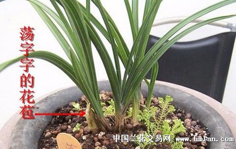 我爱蕙兰——荡字-蕙兰篇-中国兰花交易网社区