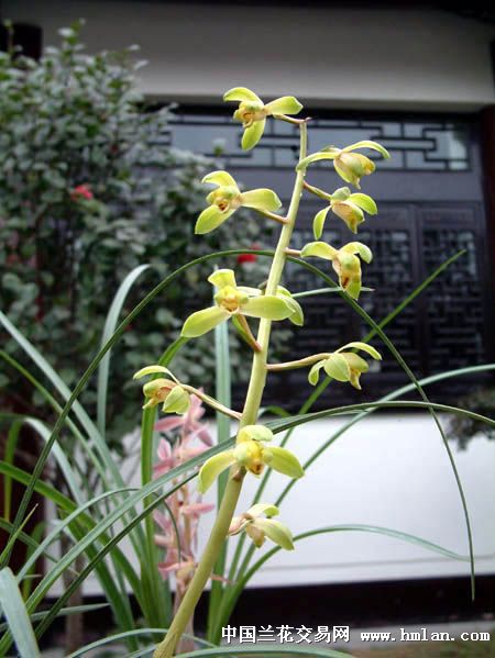 我爱蕙兰蕙花五门八式湖海队