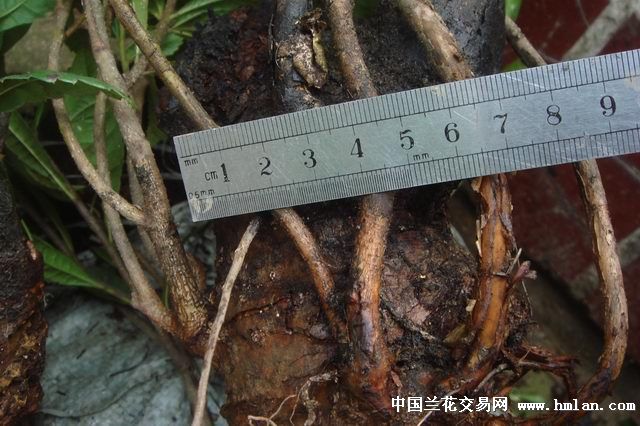 漂亮盆景树(杨梅),说明下有补图