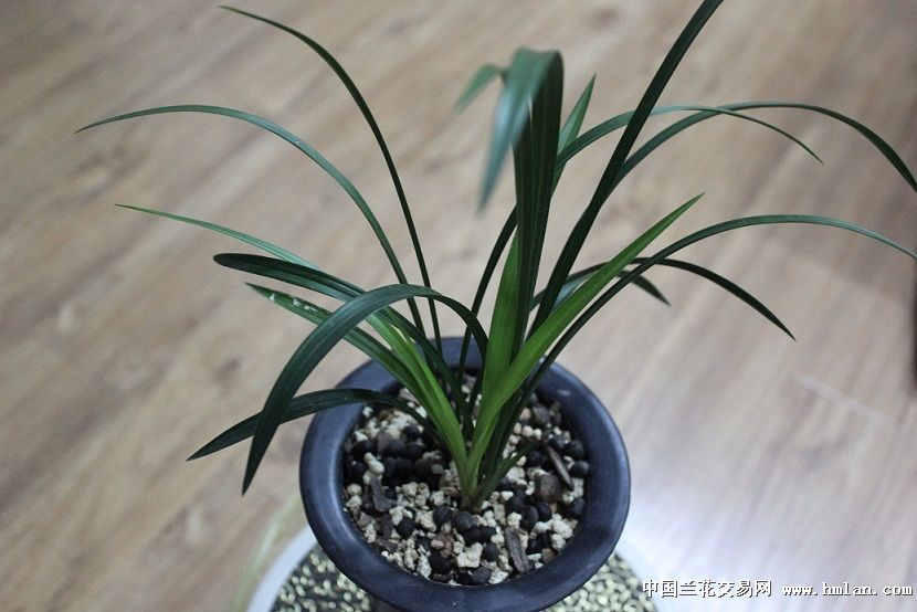 兰花宋梅分辨方法图片