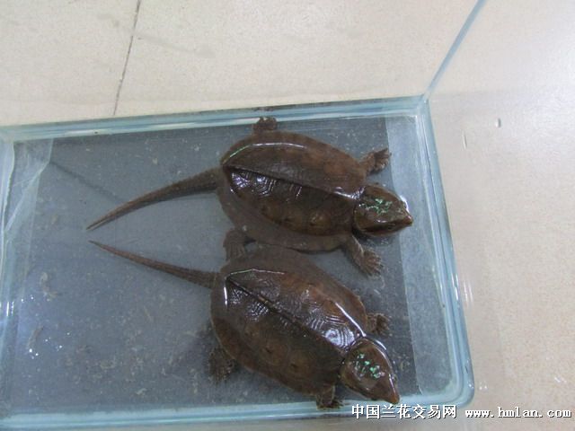 鹰嘴龟怎样分辨雌雄有知道的吗