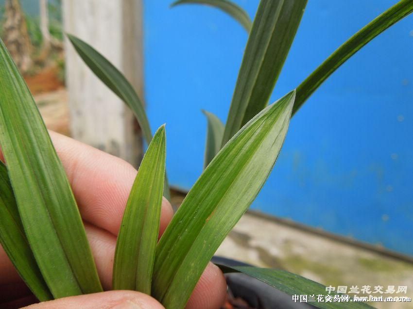 春兰--双艺!荷瓣中透花!4盆!