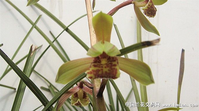 来个我们本地的火烧兰-蕙兰篇-中国兰花交易网社区
