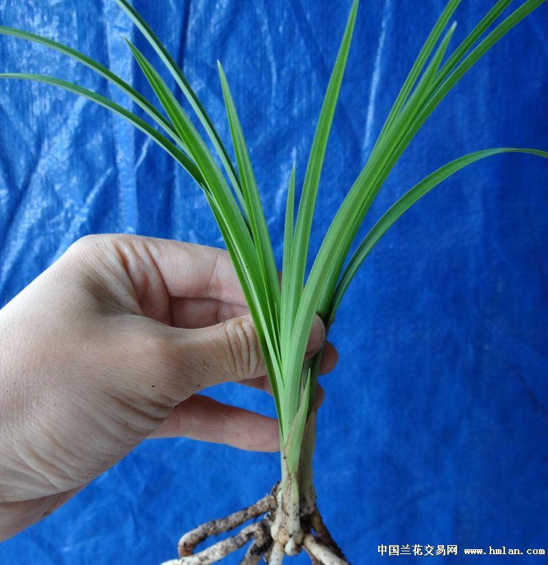 我养的余蝴蝶-春兰篇-中国兰花交易网社区