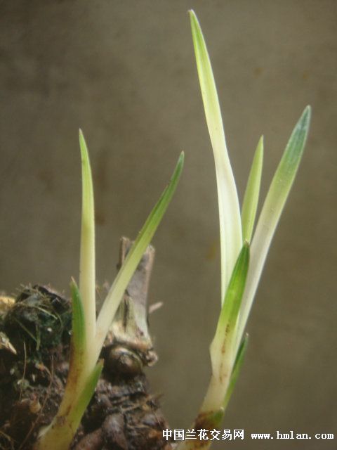 蕙兰漂亮的斑草
