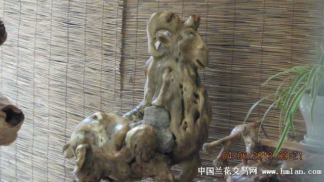 欣赏根雕吧-盆景园艺-中国兰花交易网社区