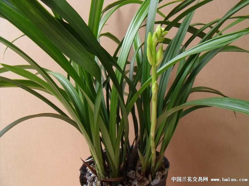 荷花素大丛多花苞-建兰篇-中国兰花交易网社区
