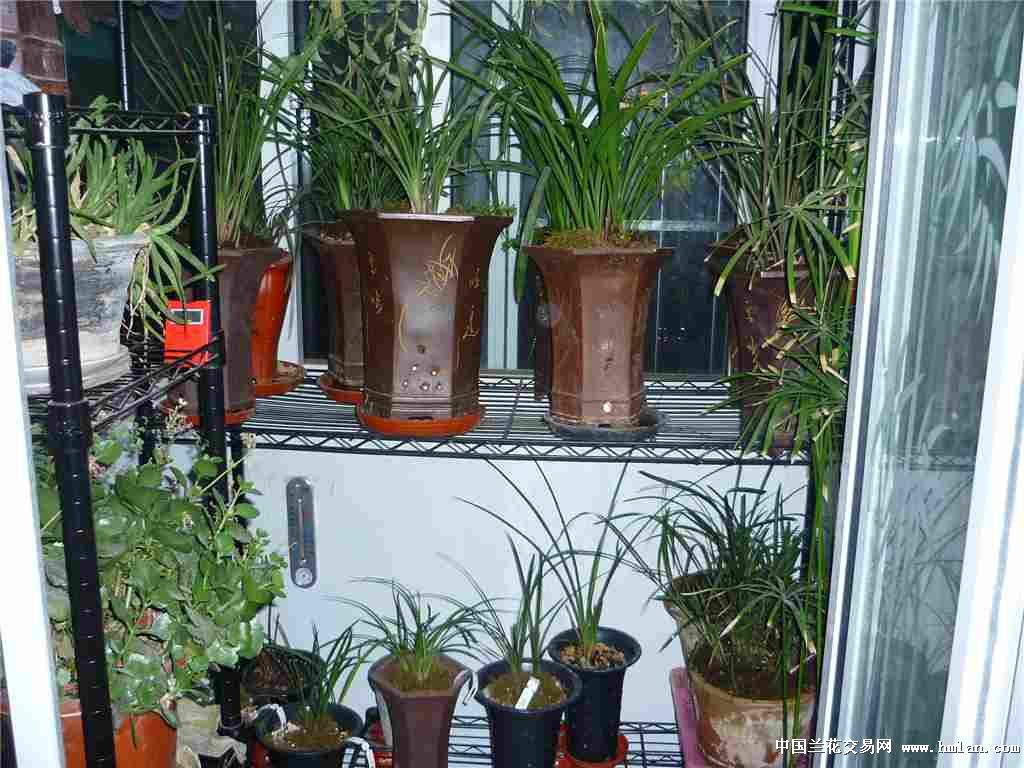 北京阳台养兰申请卖家-申请卖家-中国兰花交易