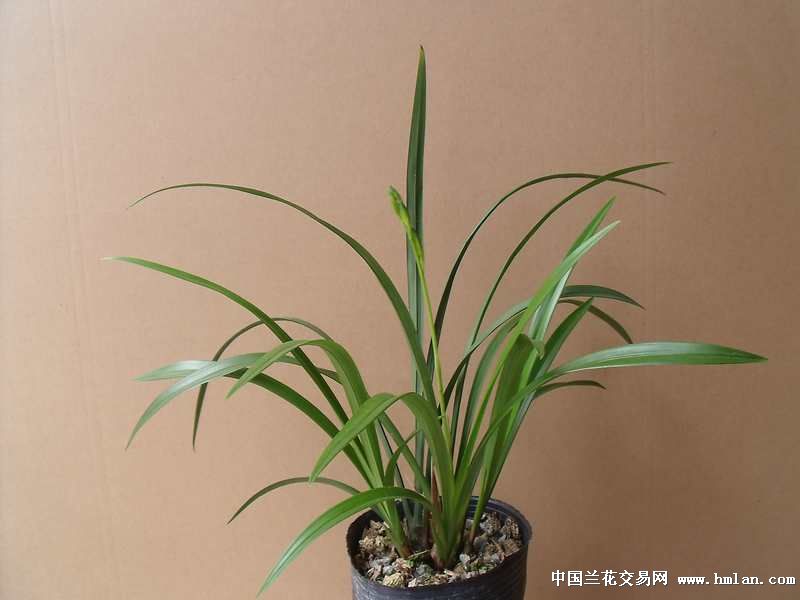 大荷素5苗1花0起拍姓视频与外国人狗交图片