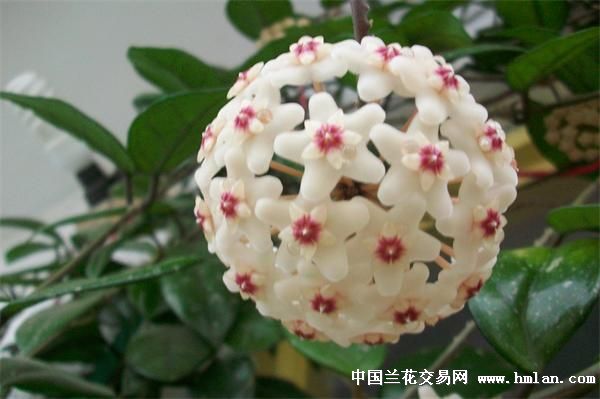 看球-其他花卉-中国兰花交易网社区