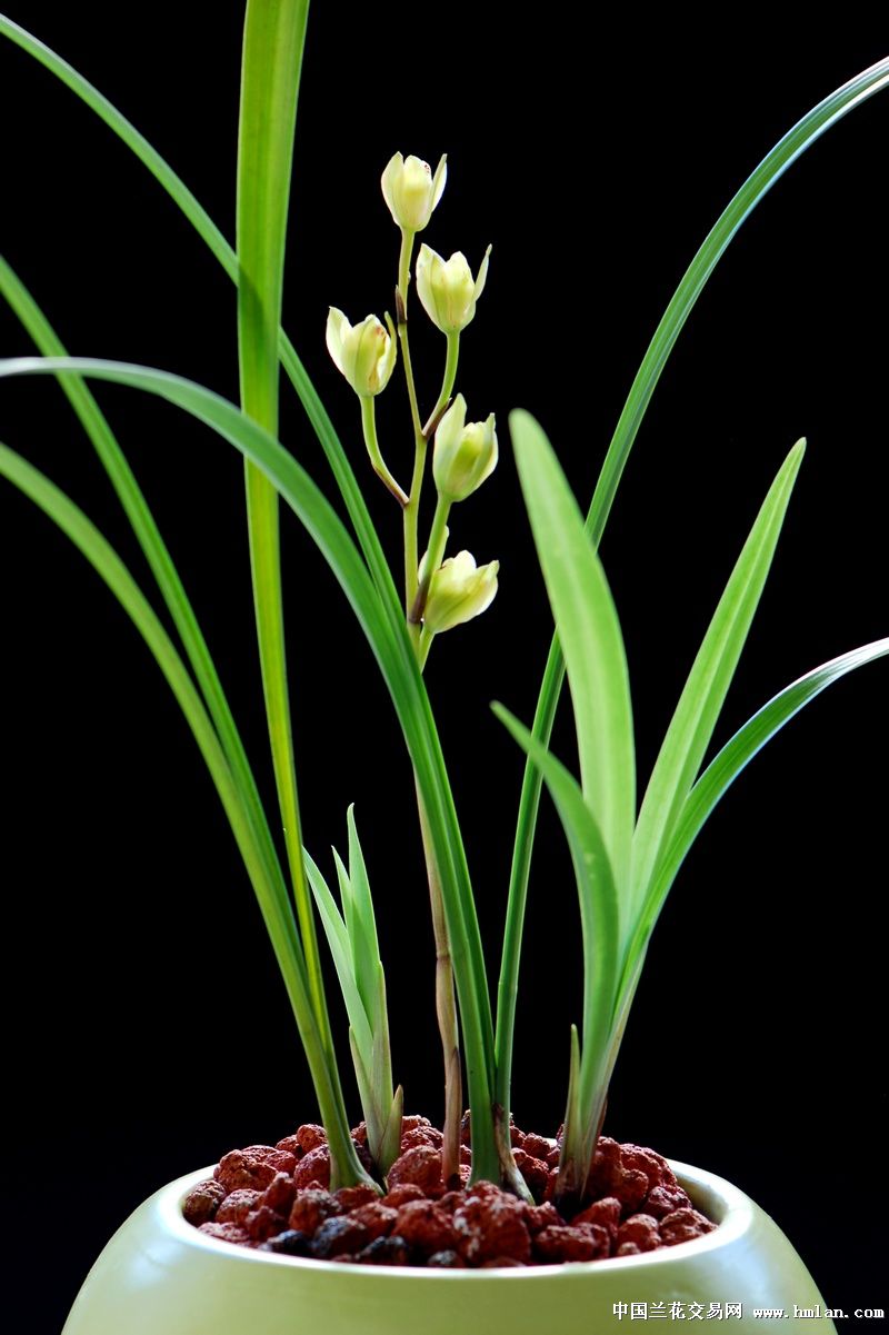 听歌--闻香--从此心里有个你