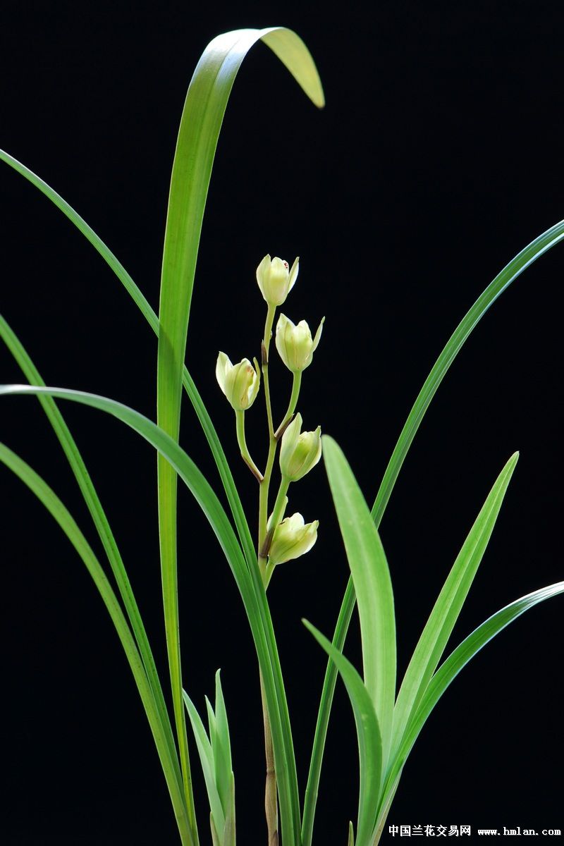 听歌--闻香--从此心里有个你