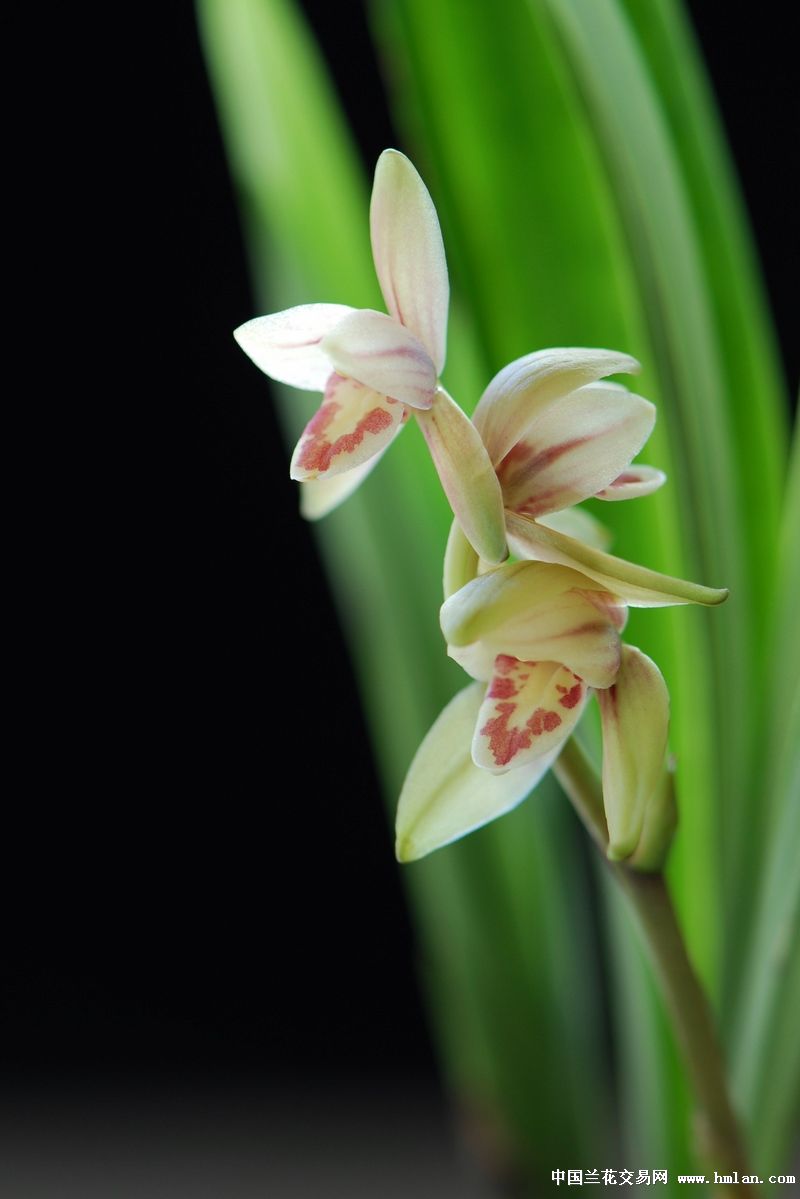 听歌--闻香--从此心里有个你