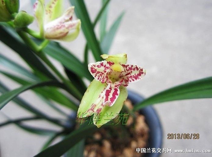 建兰奇花~ ~羿红蕊蝶 - 中国兰花交易网