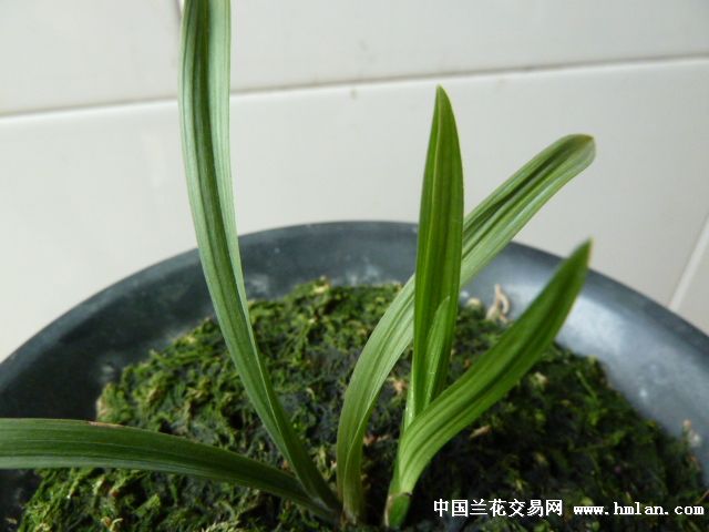 希望中的"红太阳"-春剑篇-中国兰花交易网社区