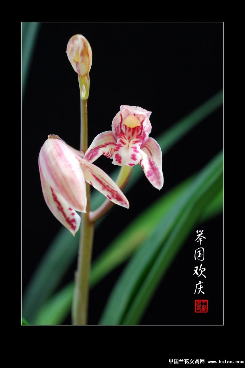 听歌--闻香--从此心里有个你