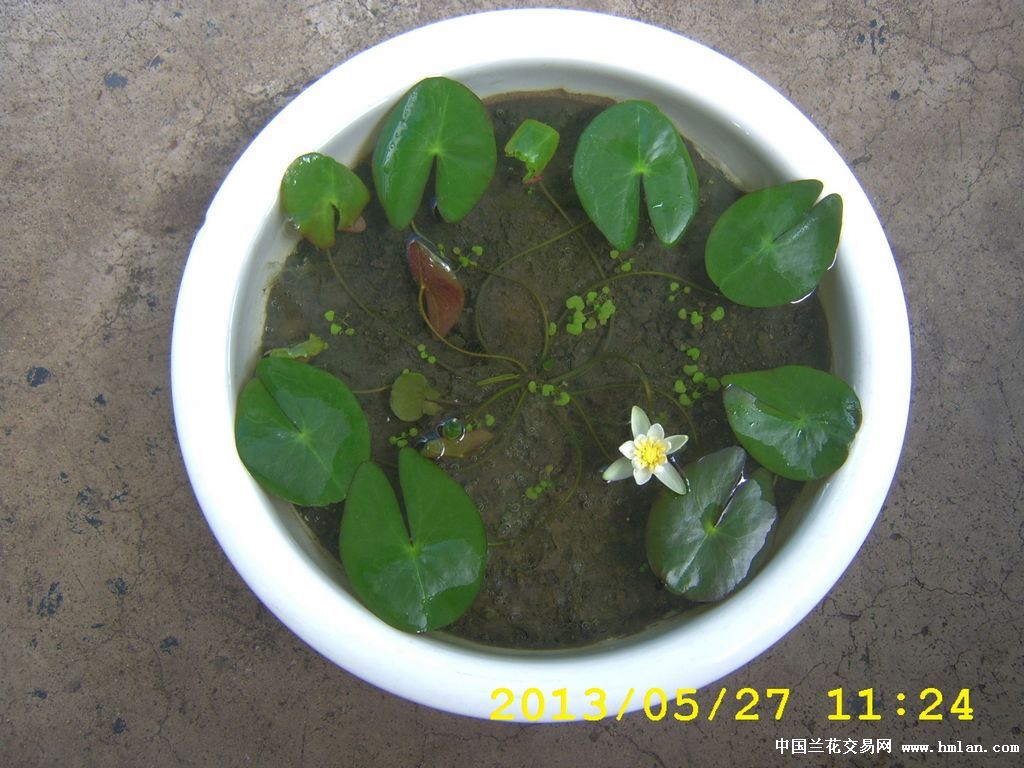 小白子午莲开花欣赏-其他花卉-中国兰花交易网