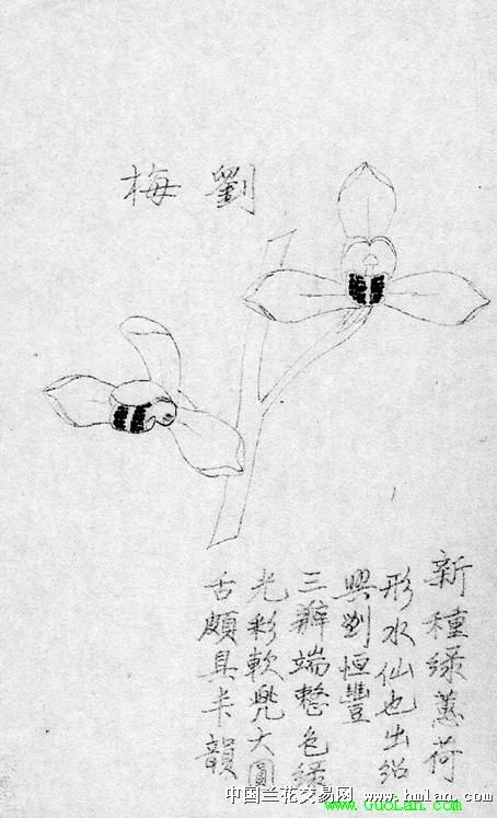 我爱蕙兰楼梅江河队