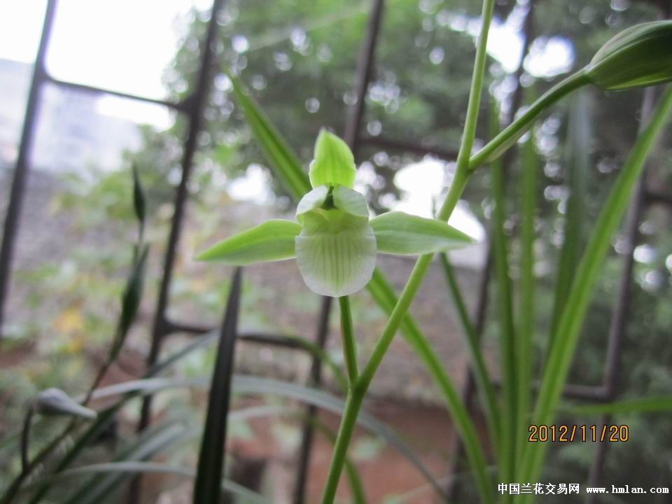 2013细叶寒素芽