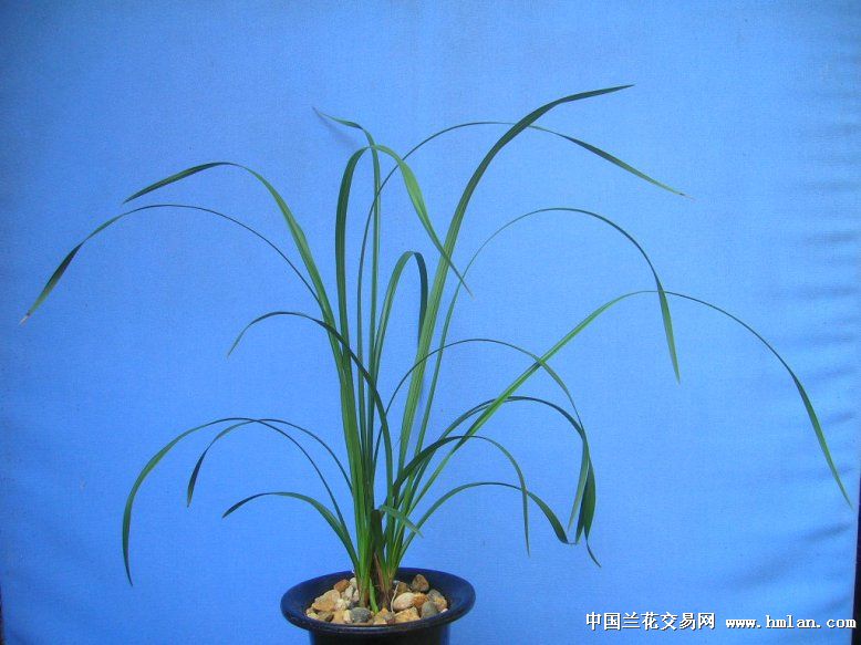 我爱蕙兰--传统老八种之首位大一品(江河队)-
