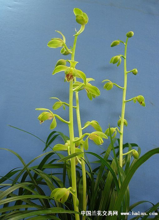 我爱蕙兰--传统老八种之首位大一品(江河队)-