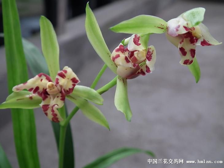 特壮苗《一门三父子》全自然栽培带花