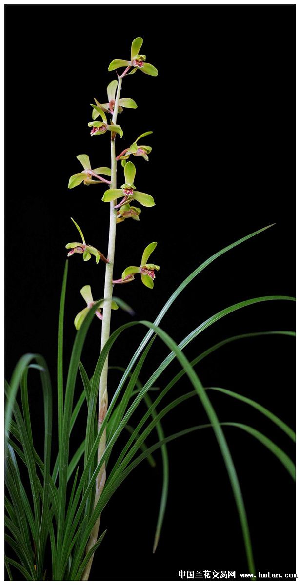 我爱蕙兰--心言终以无言遇