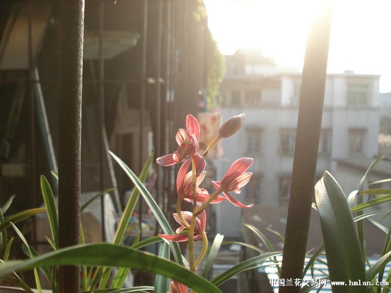 未满十八岁禁入-建兰篇-中国兰花交易网社区