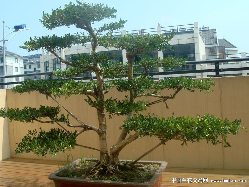 热日下的瓜子黄杨-盆景园艺-中国兰花交易网社区