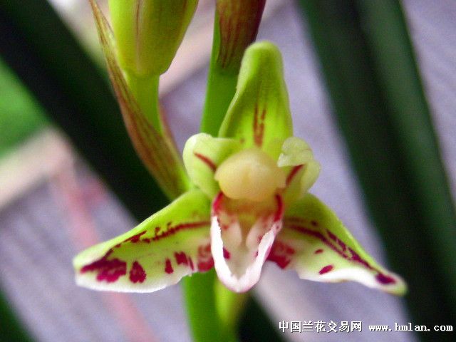 新种黄花建兰外蝶,带花引种