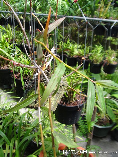 紫皮石斛花(仿原生态种植)-石斛兰-中国兰花交