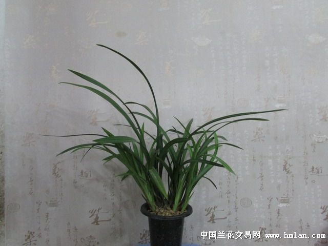 大盆青山玉泉-建兰篇-中国兰花交易网社区