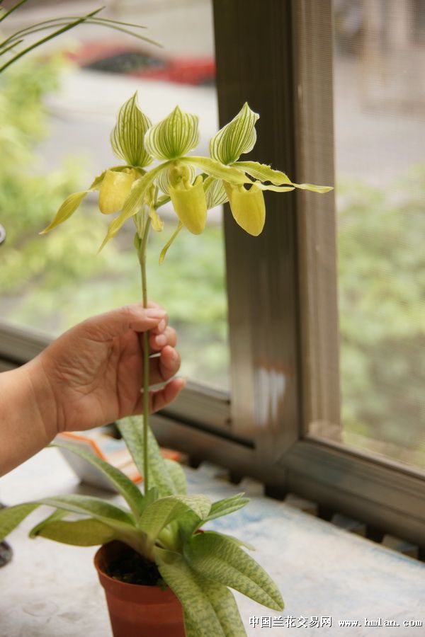 中国好兰花兜兰一杆三花