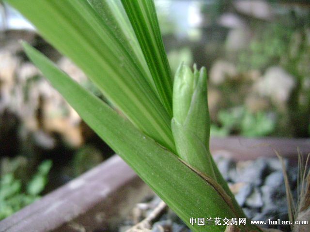 金丝马尾是叶芽还是花芽-建兰篇-兰花网社区
