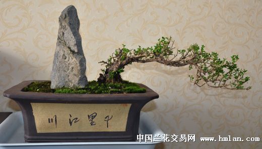 临水式珍珠黄杨-盆景园艺-中国兰花交易网社区