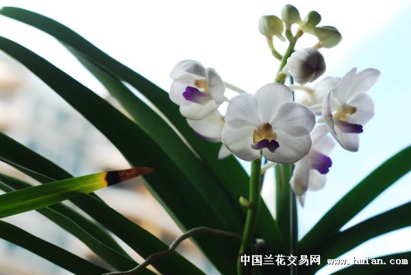 【夏末花开】朵兰图-热带兰-中国兰花交易网社